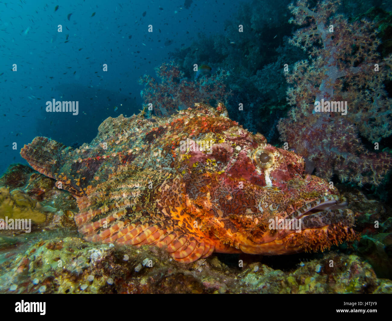 a scorpion fish camouflage on rock and soft coral Stock Photo