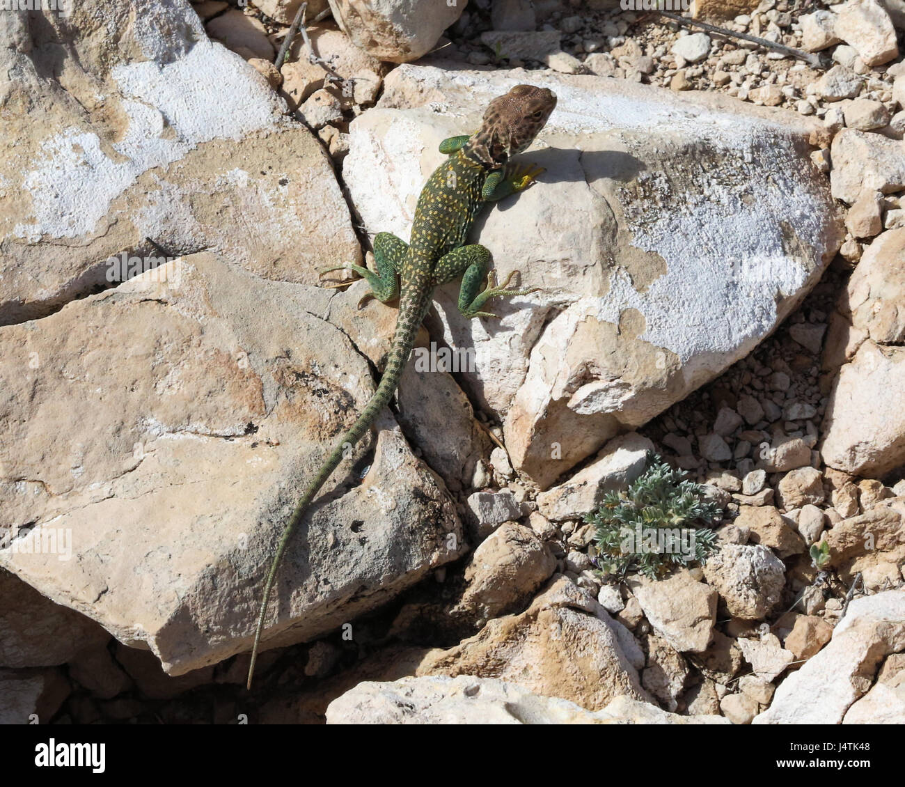 Oklahoma state reptile hi-res stock photography and images - Alamy
