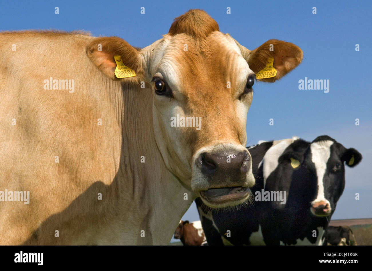 Jersey Cattle High Resolution Stock Photography and Images Alamy