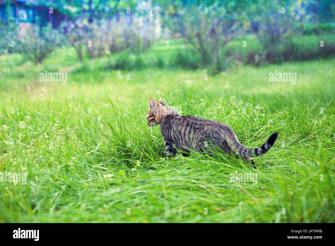 Cute little kitten walking on the grass Stock Photo - Alamy