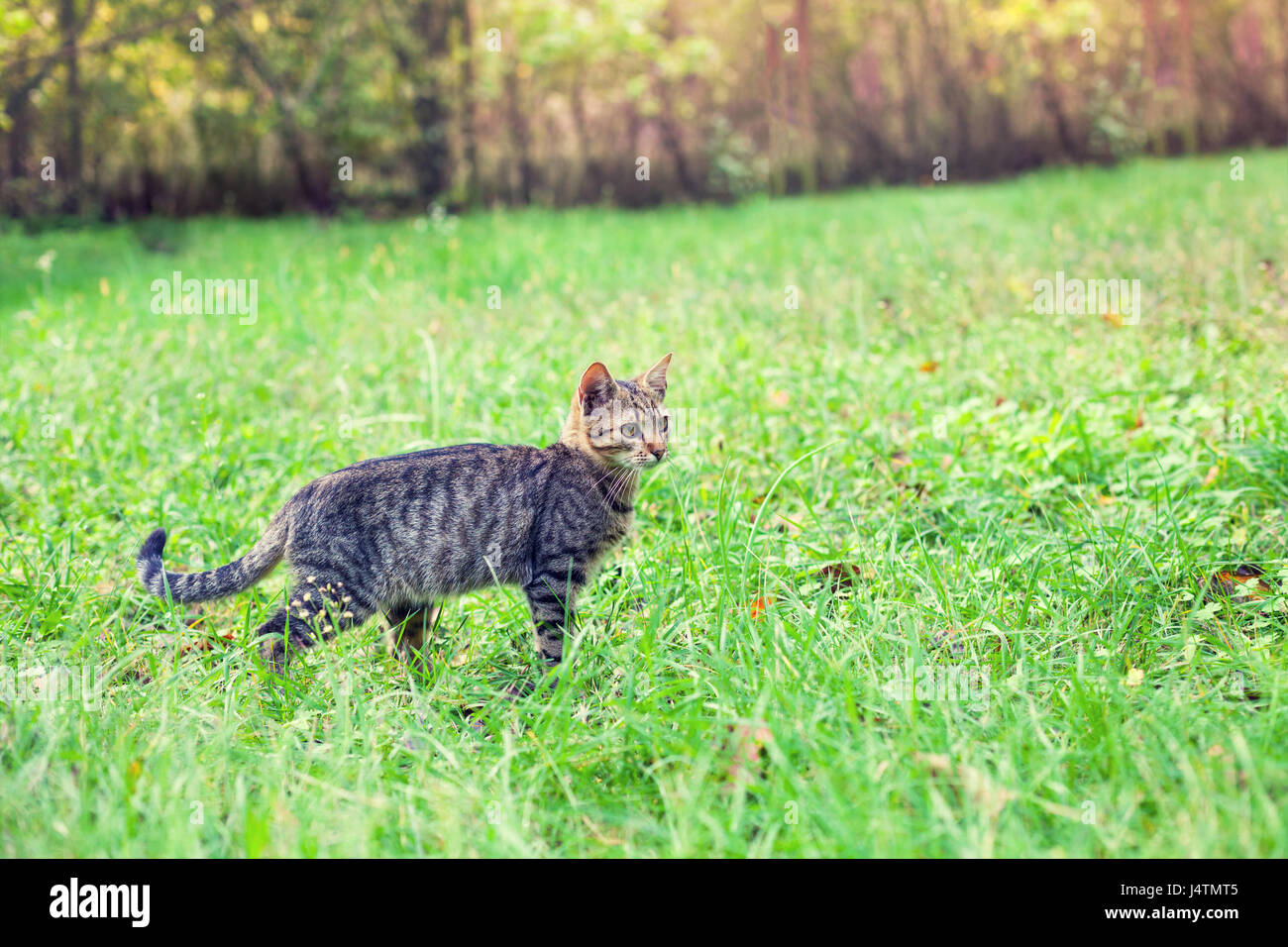 Cute little kitten walking on the grass Stock Photo - Alamy