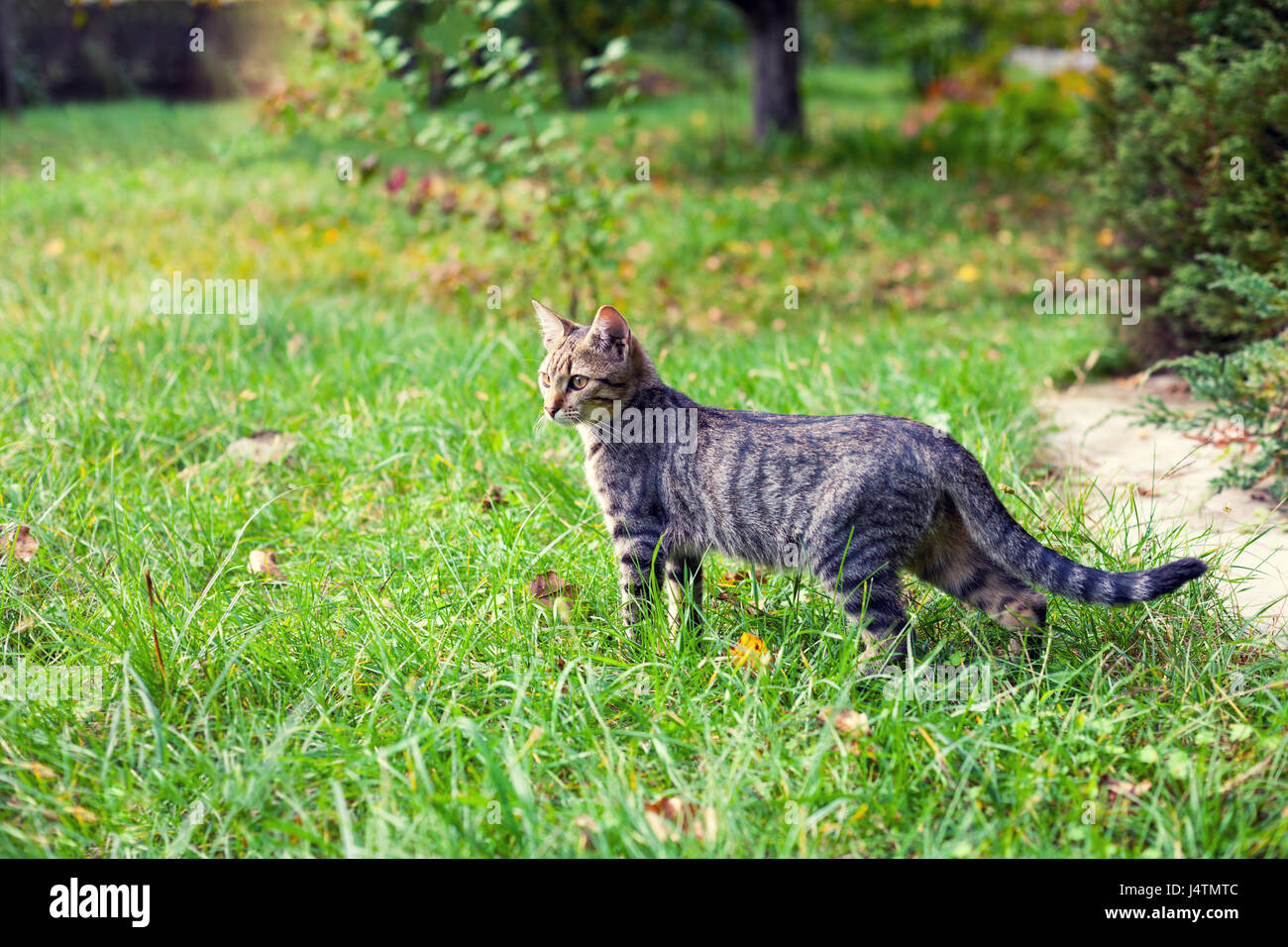 Cute little kitten walking on the grass Stock Photo - Alamy
