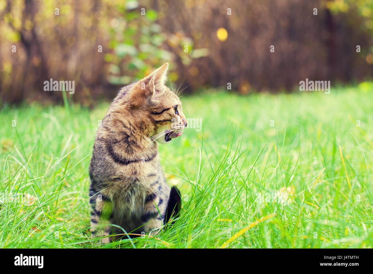 Cute little kitten walking on the grass Stock Photo - Alamy