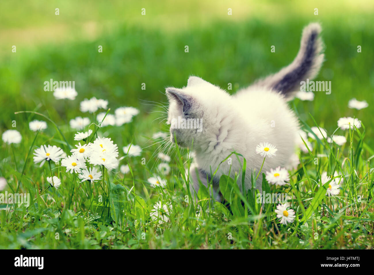 Cute little kitten walking in the daisy flower lawn in summer Stock ...