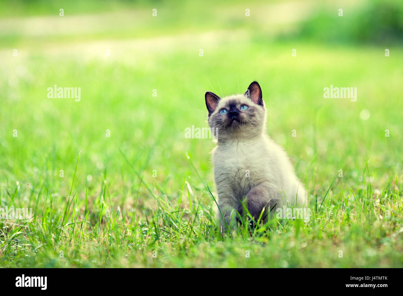 Cute little kitten walking on the grass Stock Photo - Alamy