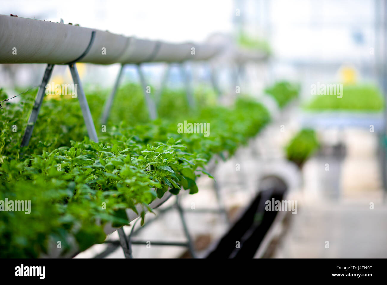 Vertical Farming, Organic Farming Stock Photo