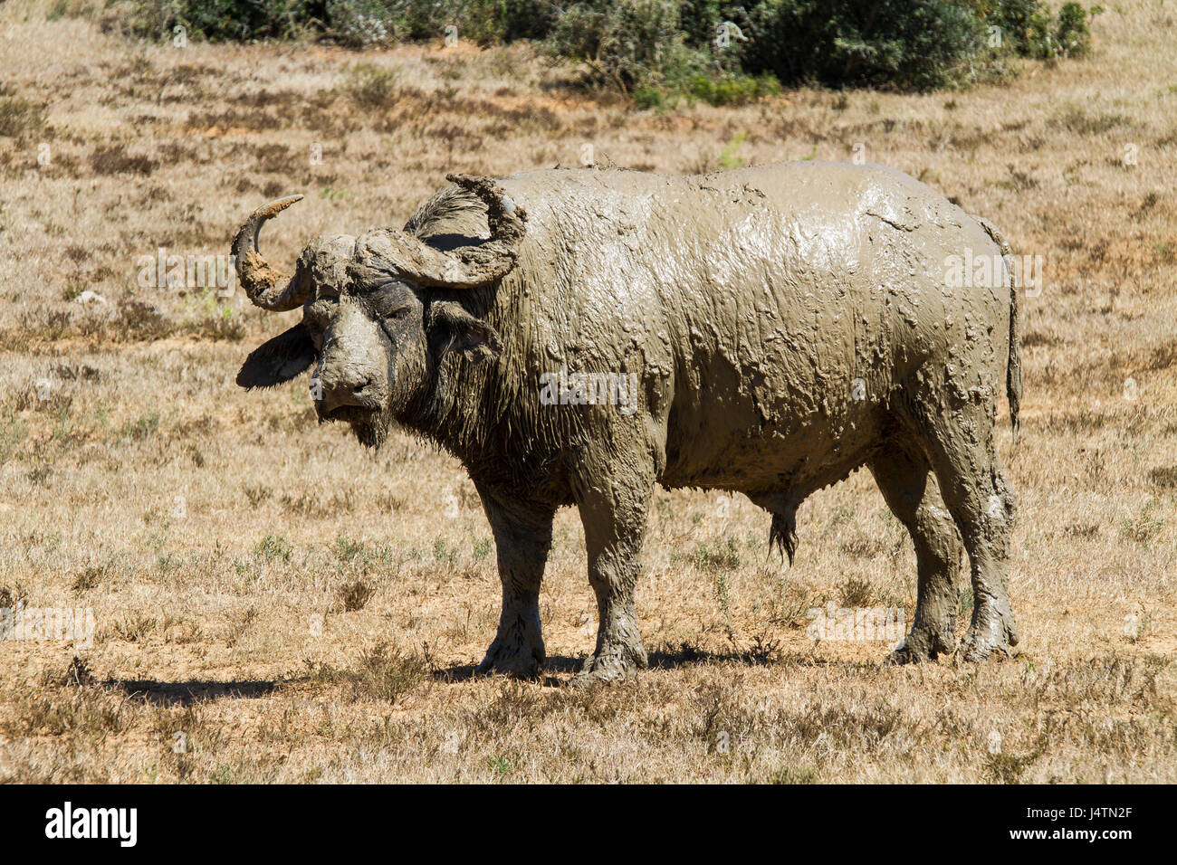 Buffalo in the Addo elephant park Stock Photo