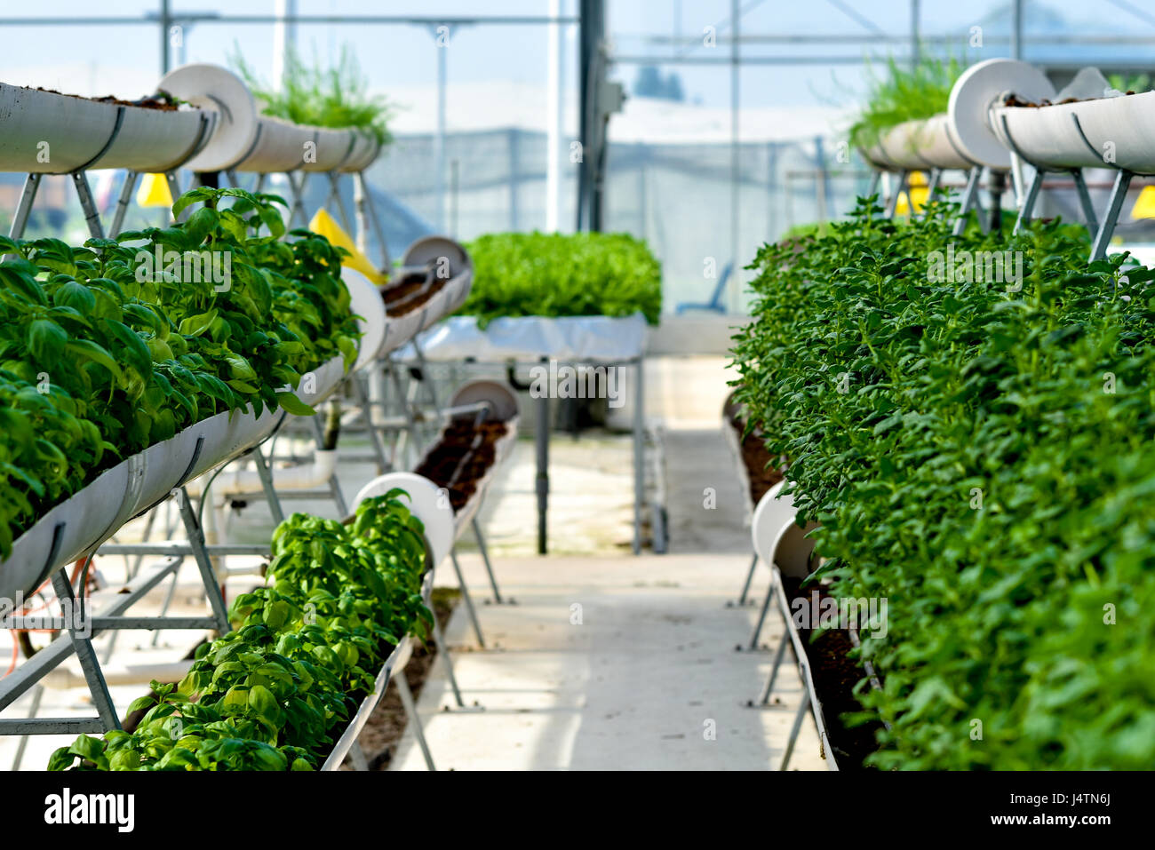 Vertical Farming, Organic Farming Stock Photo
