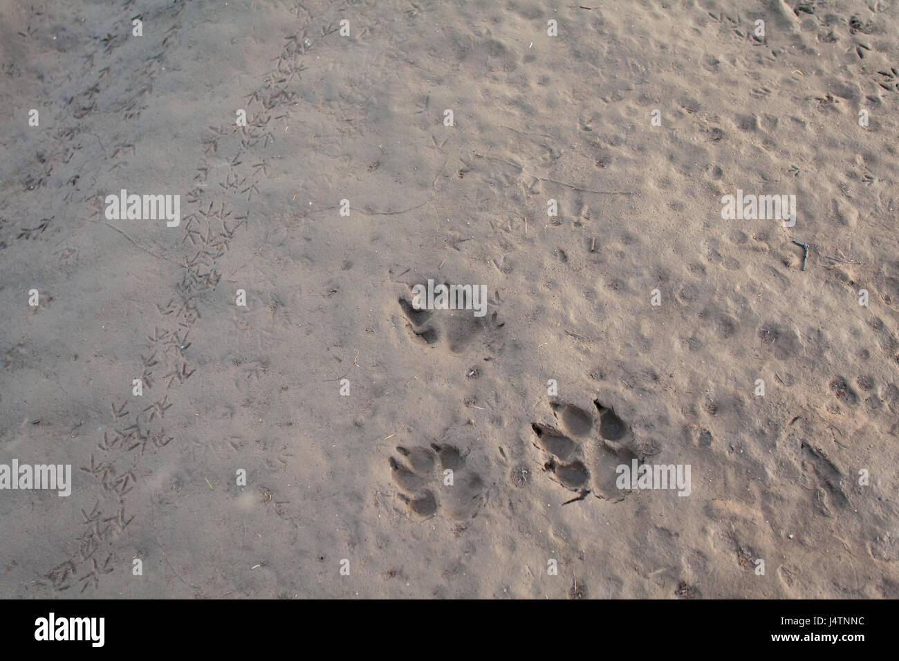 Wolf footstep. Harpicha lake. North of Russia. Siberia. Putorana reserve. Russia. Stock Photo