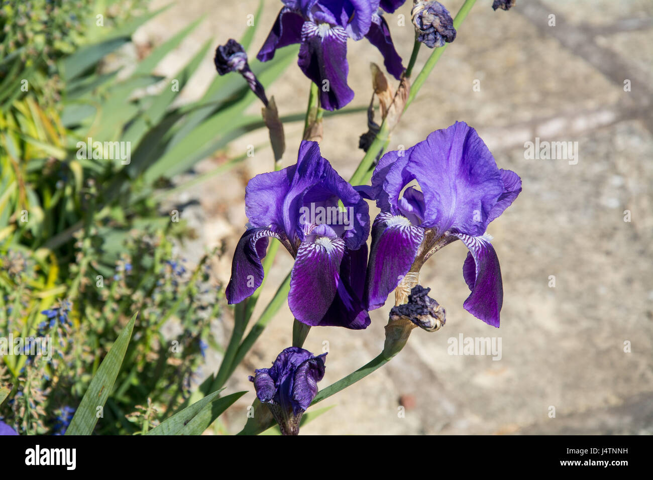 Purple Iris germanica, with a few dead heads, in the spring sunshine. UK Stock Photo