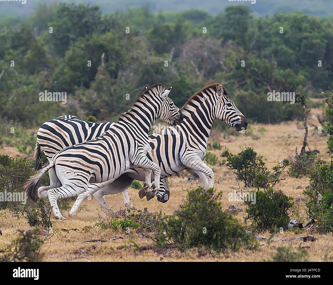 Zebra jumping in the Addo elephant park Stock Photo - Alamy