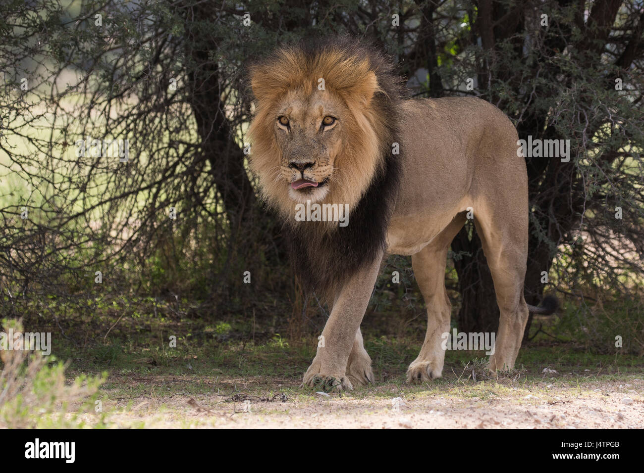African male lion front view full body walking under a tree Stock Photo
