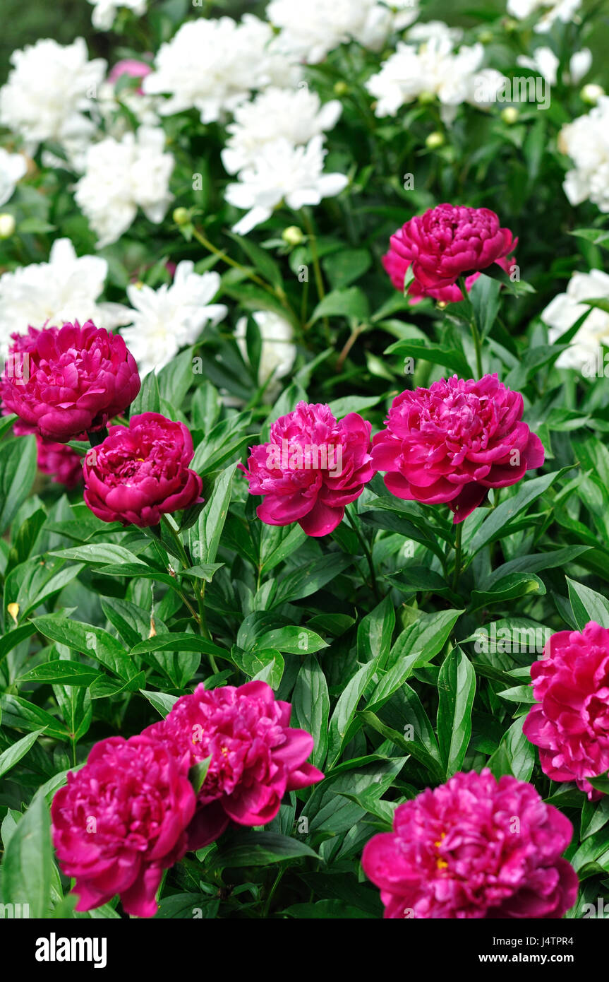 pink and white peony flowers at the flower-bed in the garden, vertical composition Stock Photo