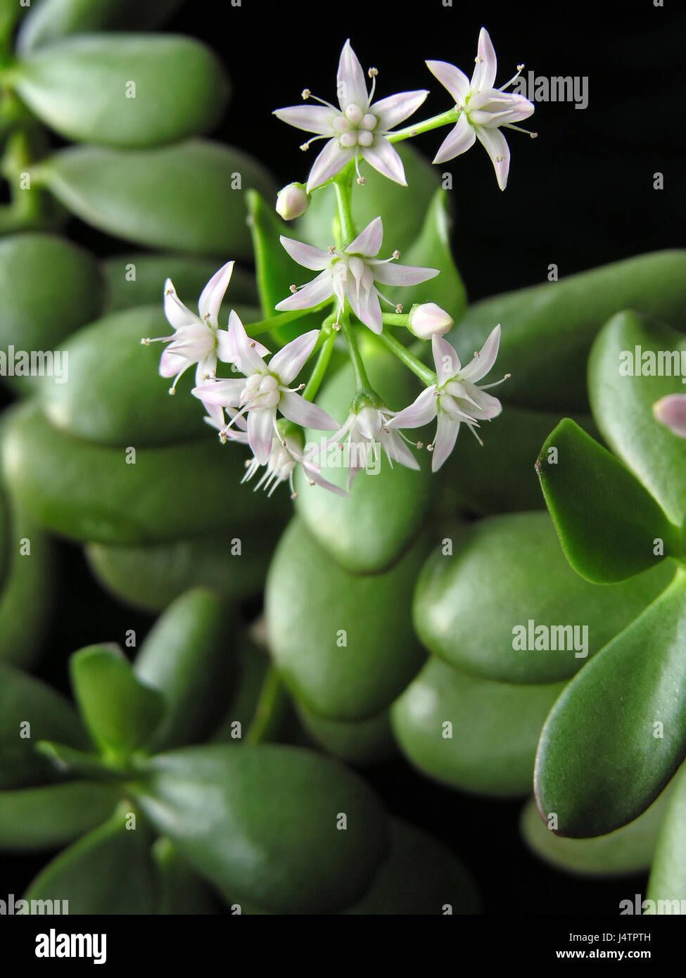 Crassula ovata with flowers, known also as jade plant or money tree, friendship tree, lucky plant, on black background Stock Photo
