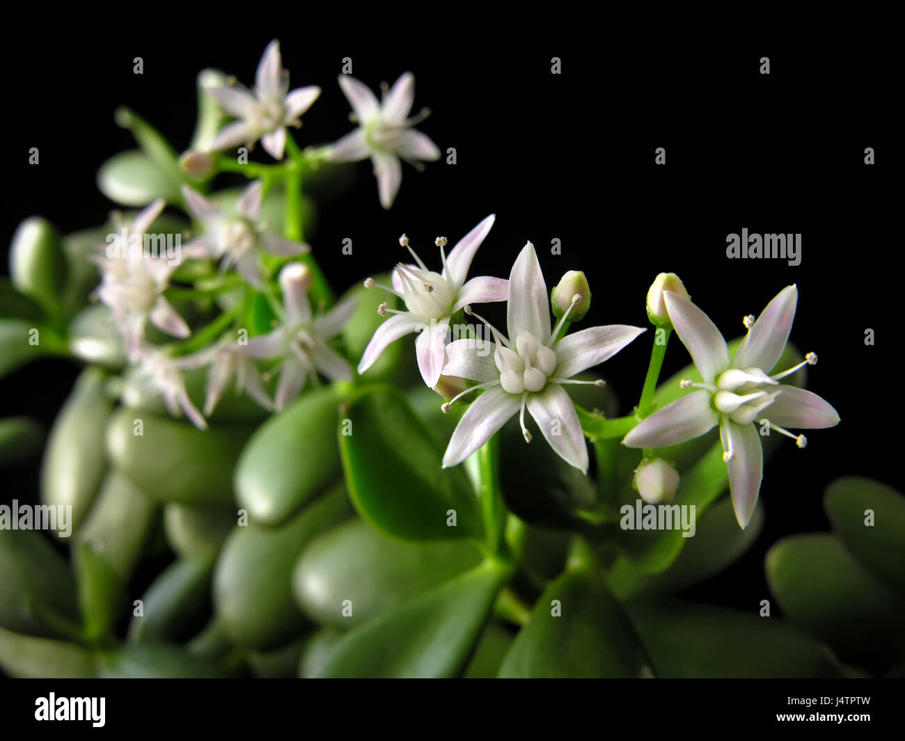 Crassula ovata with flowers, known also as jade plant or money tree, friendship tree, lucky plant, on black background Stock Photo