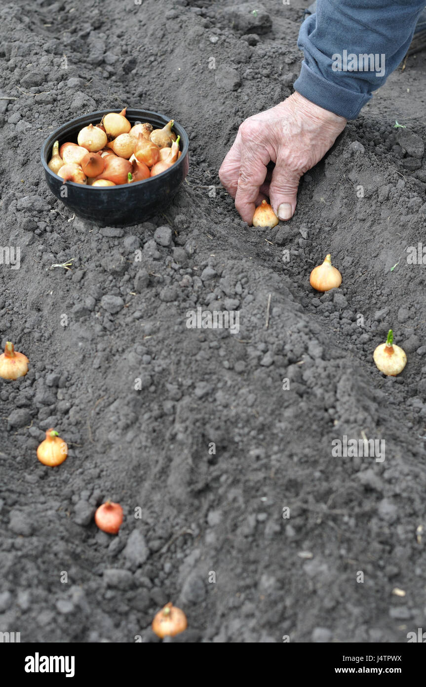 Planting onion seedling garden hi-res stock photography and images - Alamy