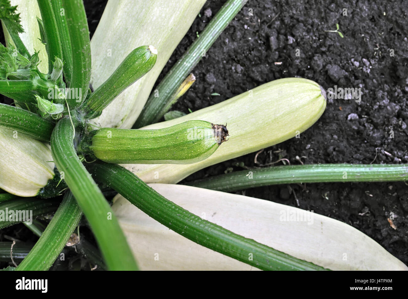 close-up of growing vegetable marrow in the vegetable garden, view from above Stock Photo