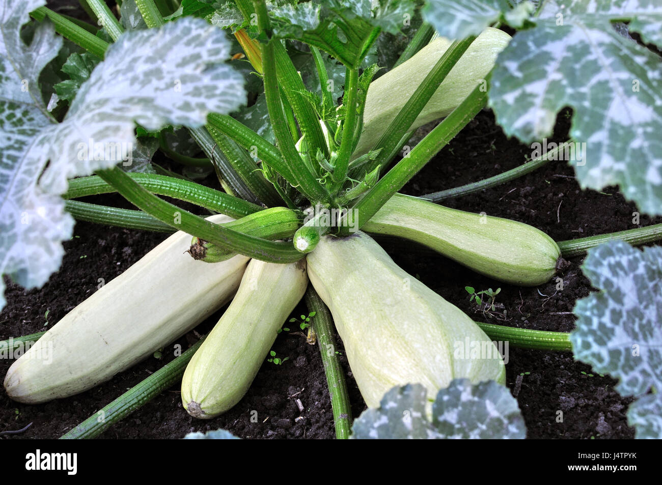close-up of growing vegetable marrow in the vegetable garden Stock Photo