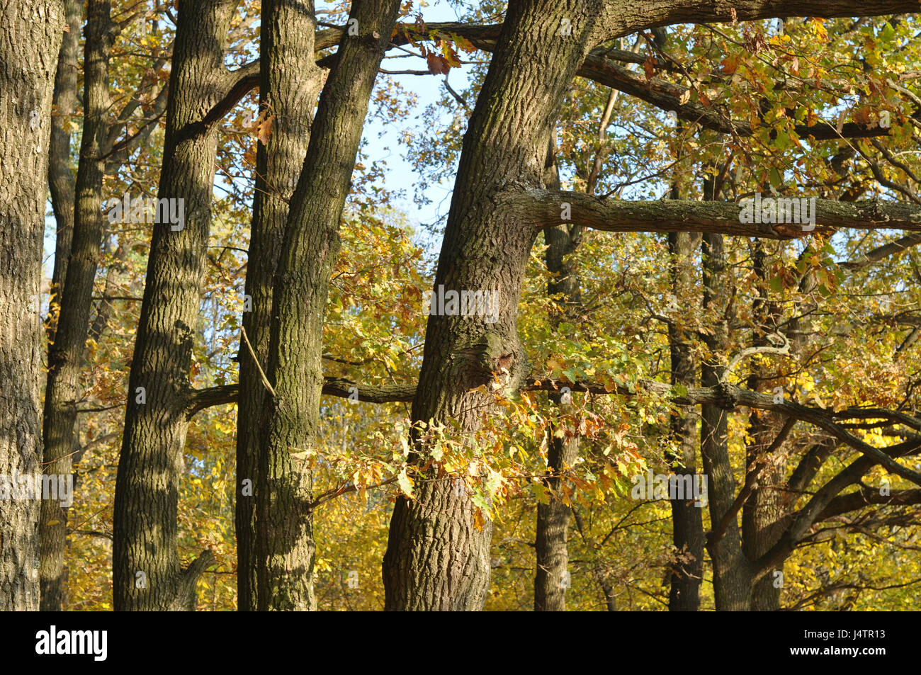 autumn forest with old oak trees Stock Photo