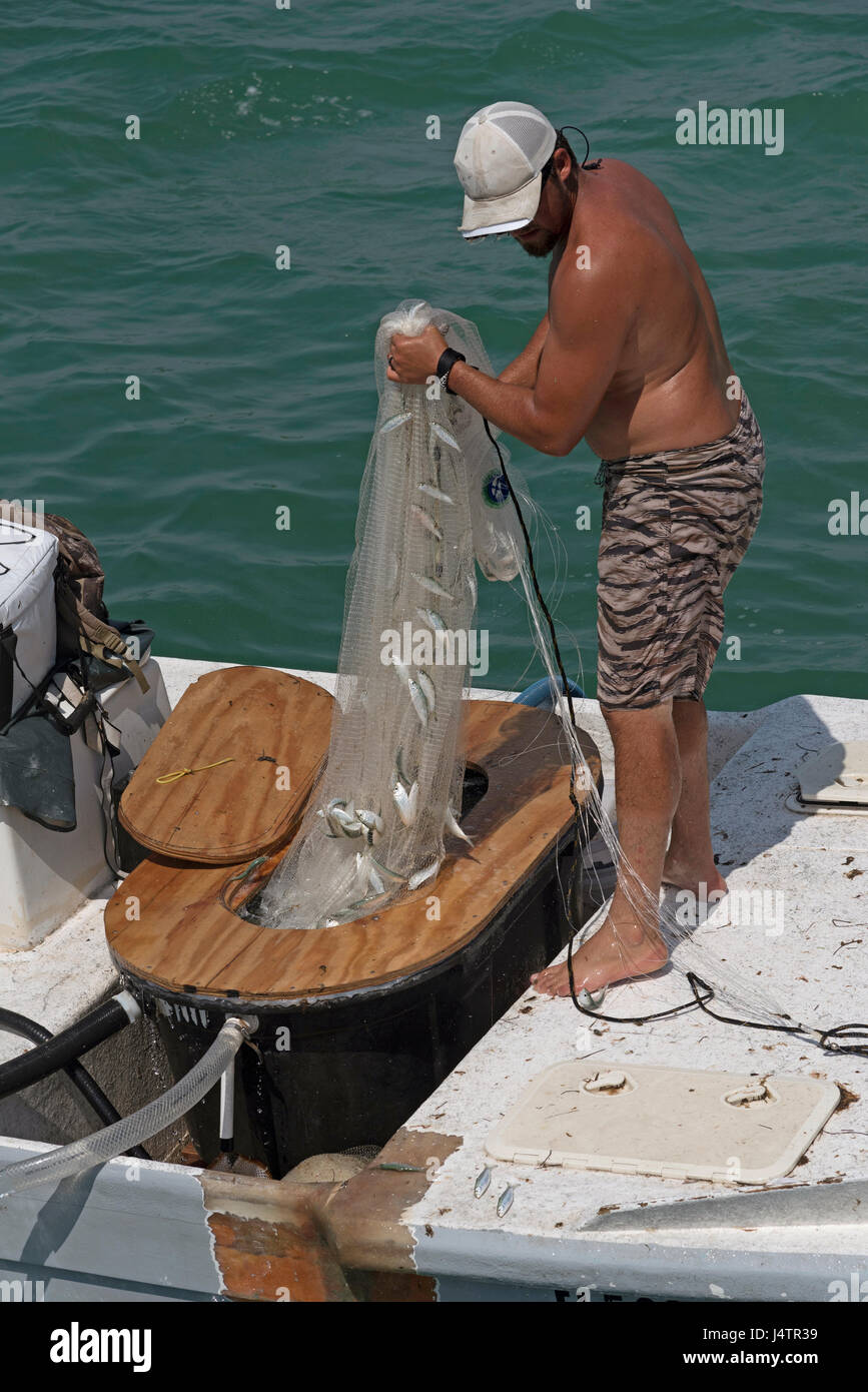 Fishermen collecting fish from net hi-res stock photography and