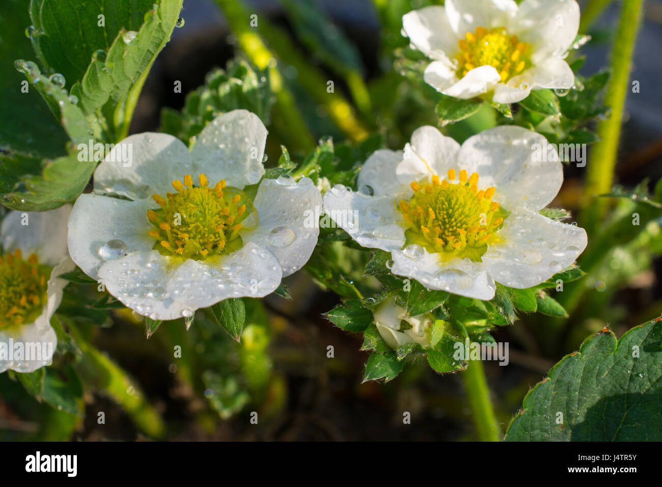 Strawberry tree flower hi-res stock photography and images - Alamy
