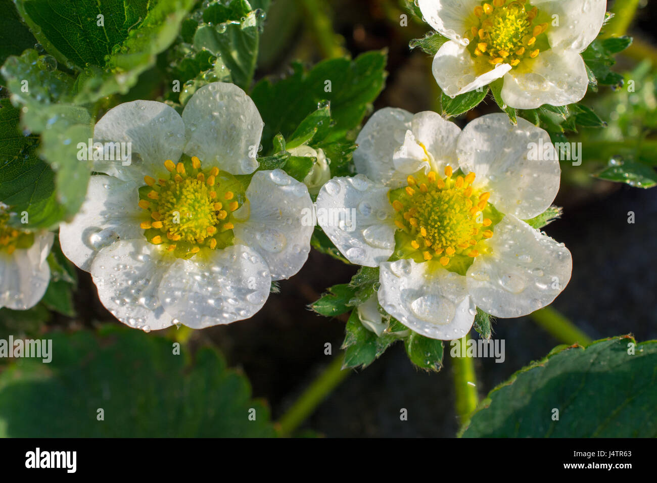 Strawberry tree flower hi-res stock photography and images - Alamy