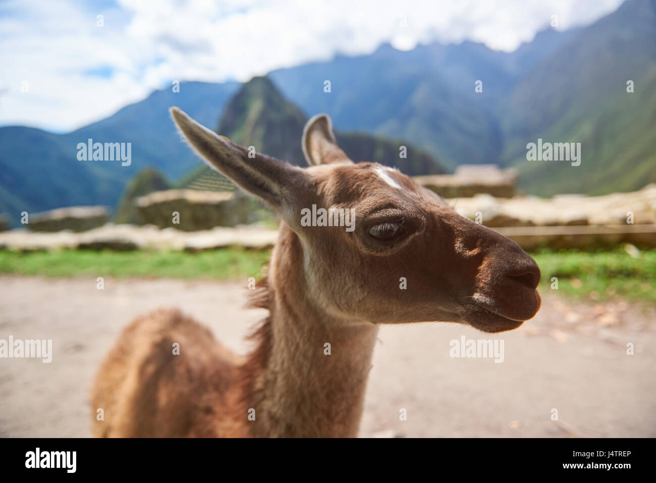Cute brown baby lama in Machu Picchu city. Alpaca animal close-up Stock Photo