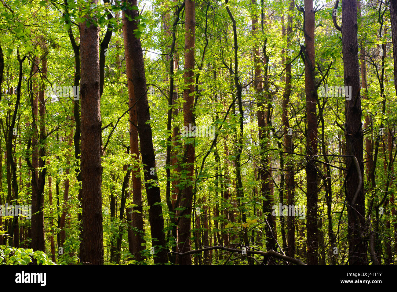 Spring sunny season hi-res stock photography and images - Alamy