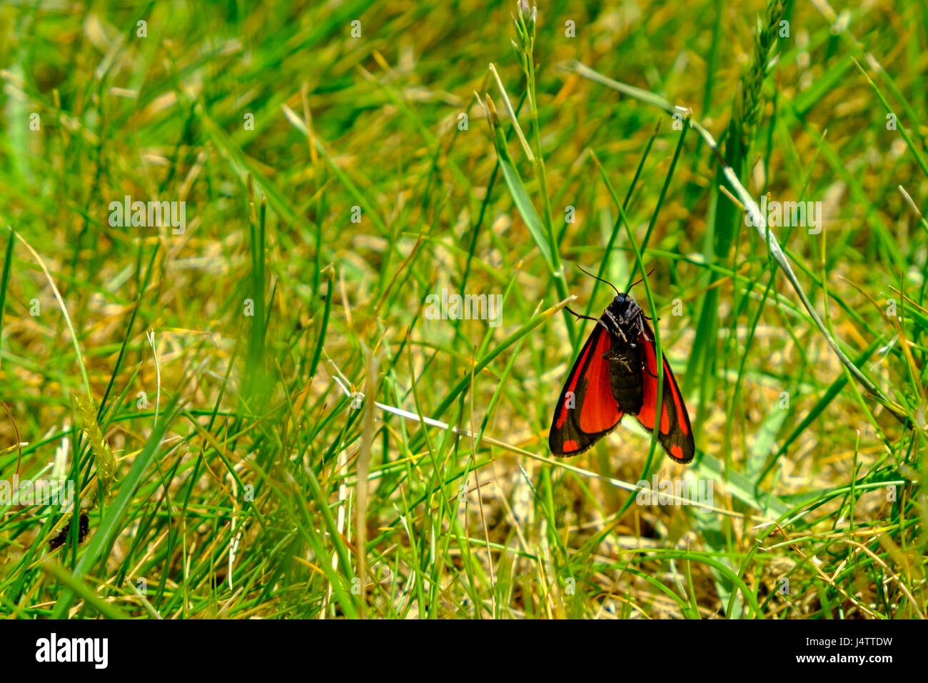 Cinnabar moth resting on blades of grass. Stock Photo