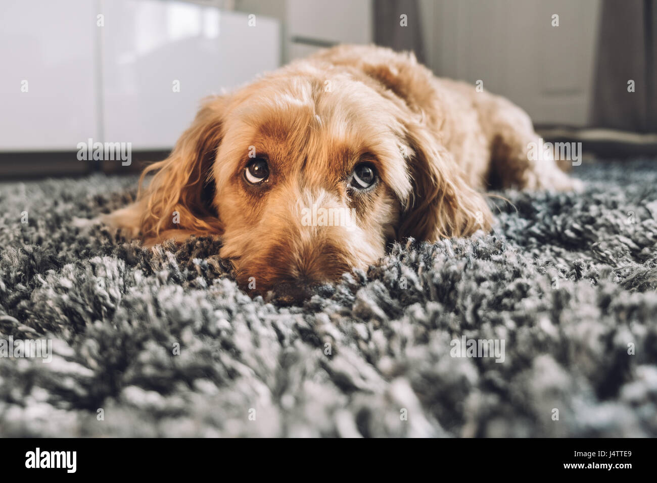 Cute dog giving his best puppy dog eyes Stock Photo