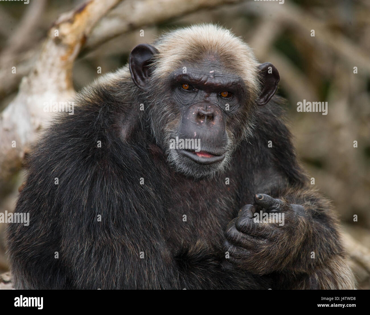 Portrait of a male chimpanzee. Republic of the Congo. Conkouati-Douli Reserve. An excellent illustration. Stock Photo
