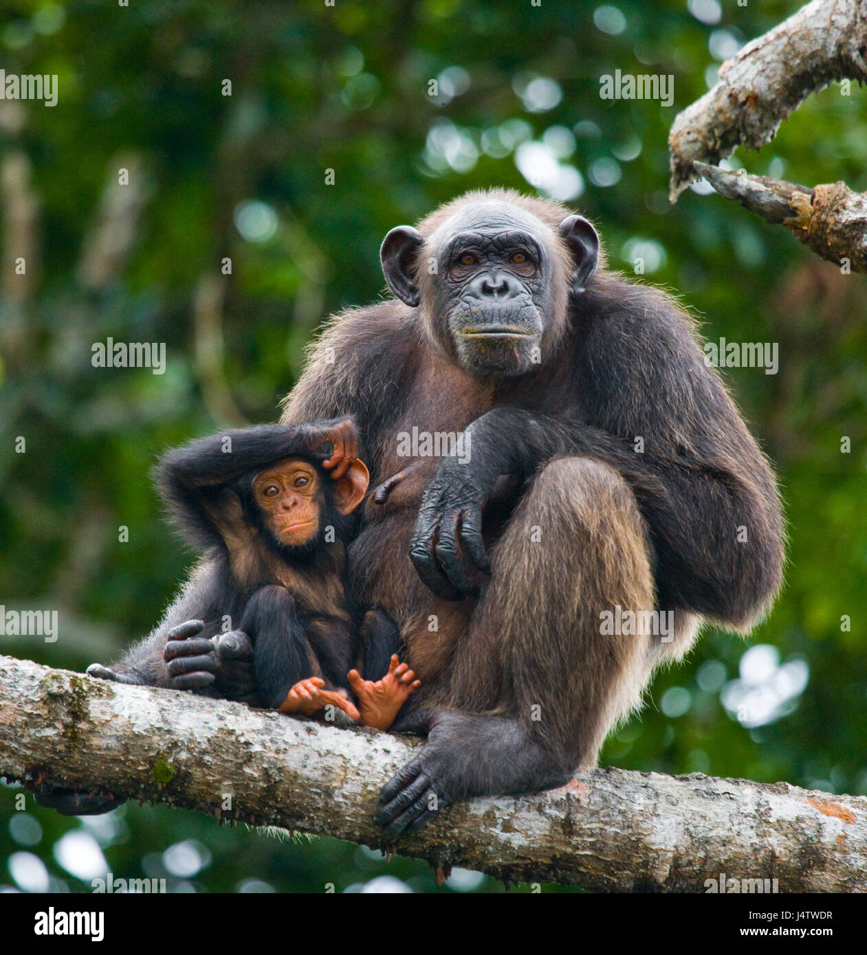 a-female-chimpanzee-with-a-baby-on-mangrove-trees-republic-of-the