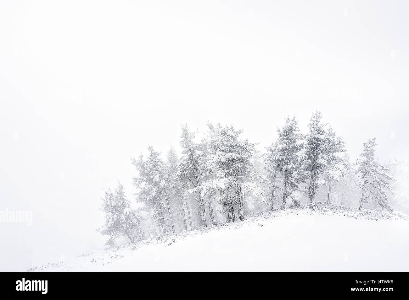winter landscape with snowy frozen trees Stock Photo - Alamy