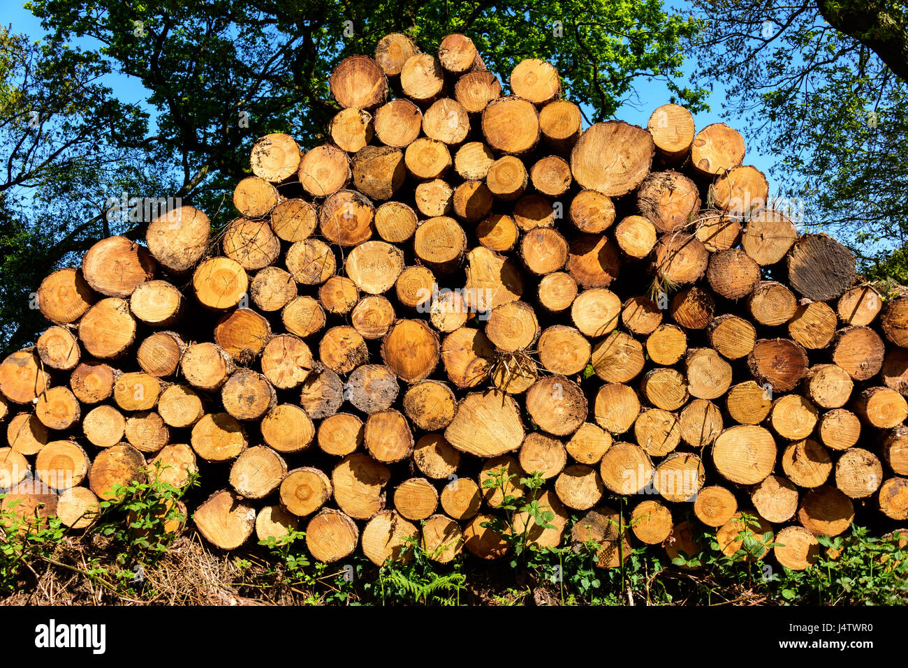 Felled pine trees in Peckforton, Cheshire, UK Stock Photo