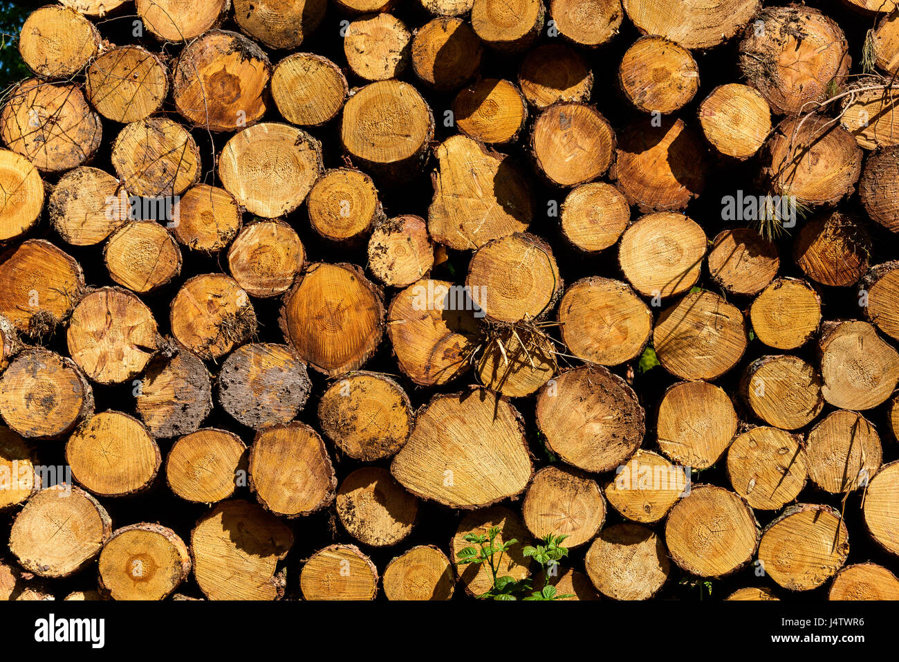 Log pile showing felled pine trees in Peckforton, Cheshire, UK Stock Photo