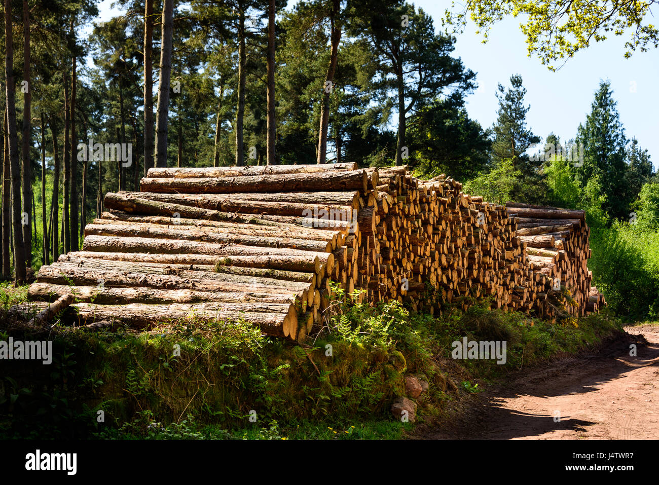 Pine tree log pile after tree felling in Cheshire, UK Stock Photo