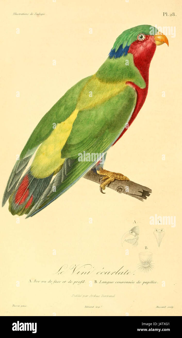 Vini kuhlii 1831 Stock Photo Alamy