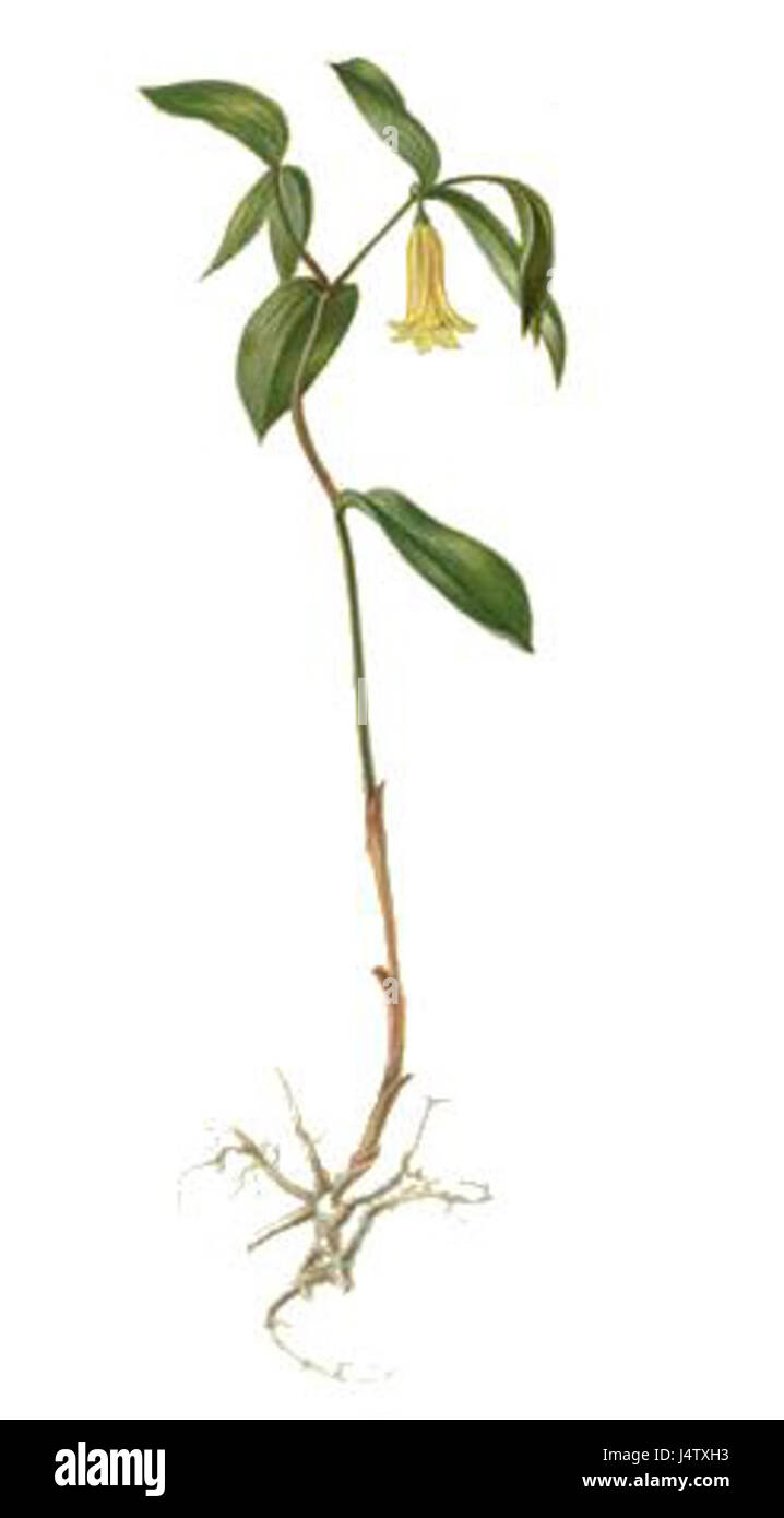 Uvularia sessilifolia   Meehan Stock Photo