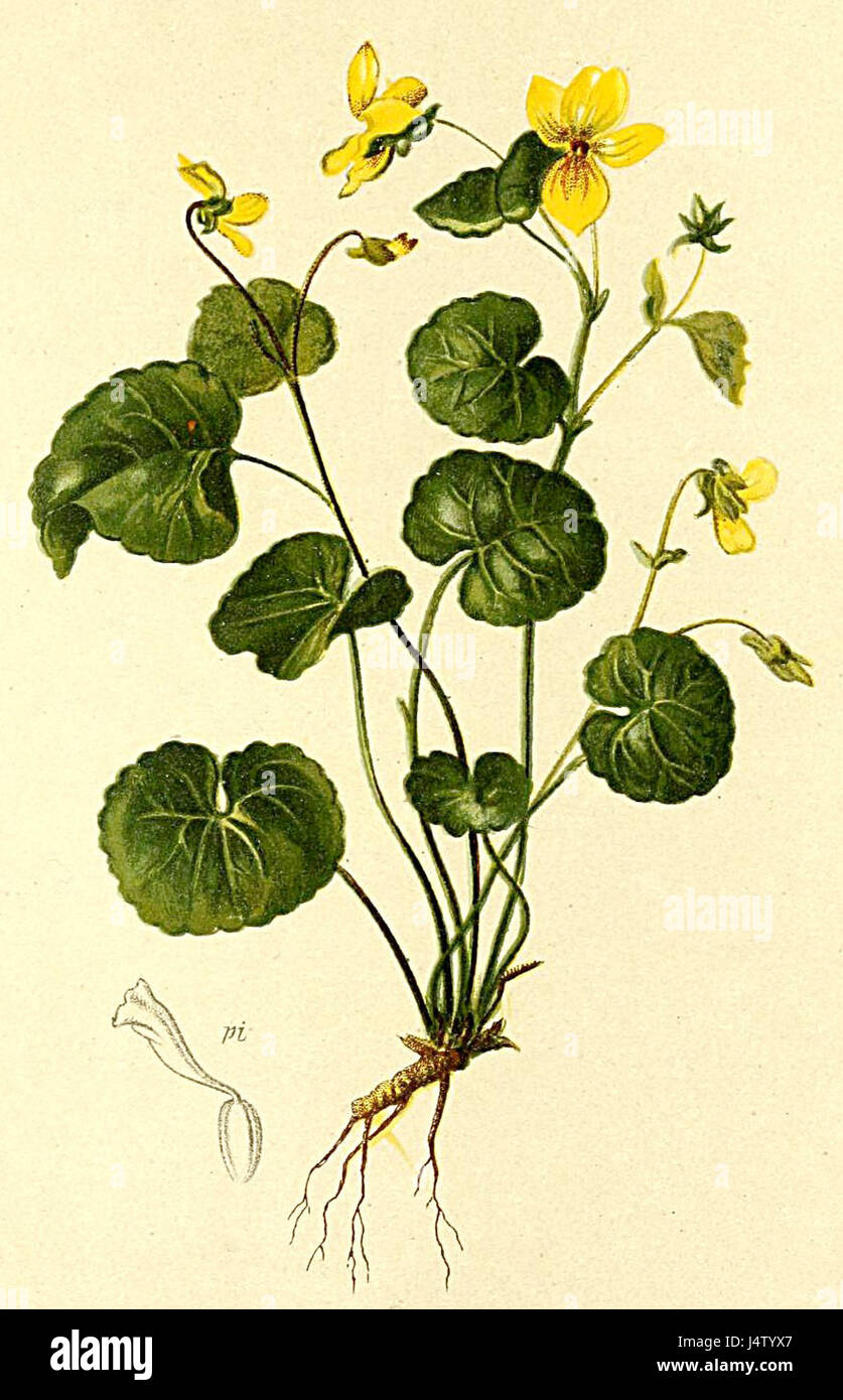 Viola biflora Atlas Alpenflora Stock Photo