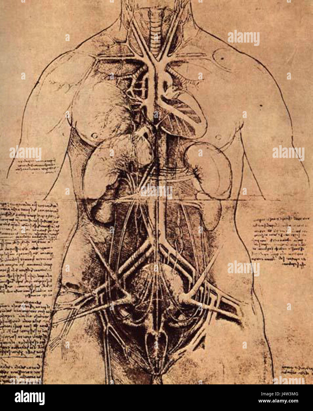This work offers a detailed examination of the female body's anatomical ...