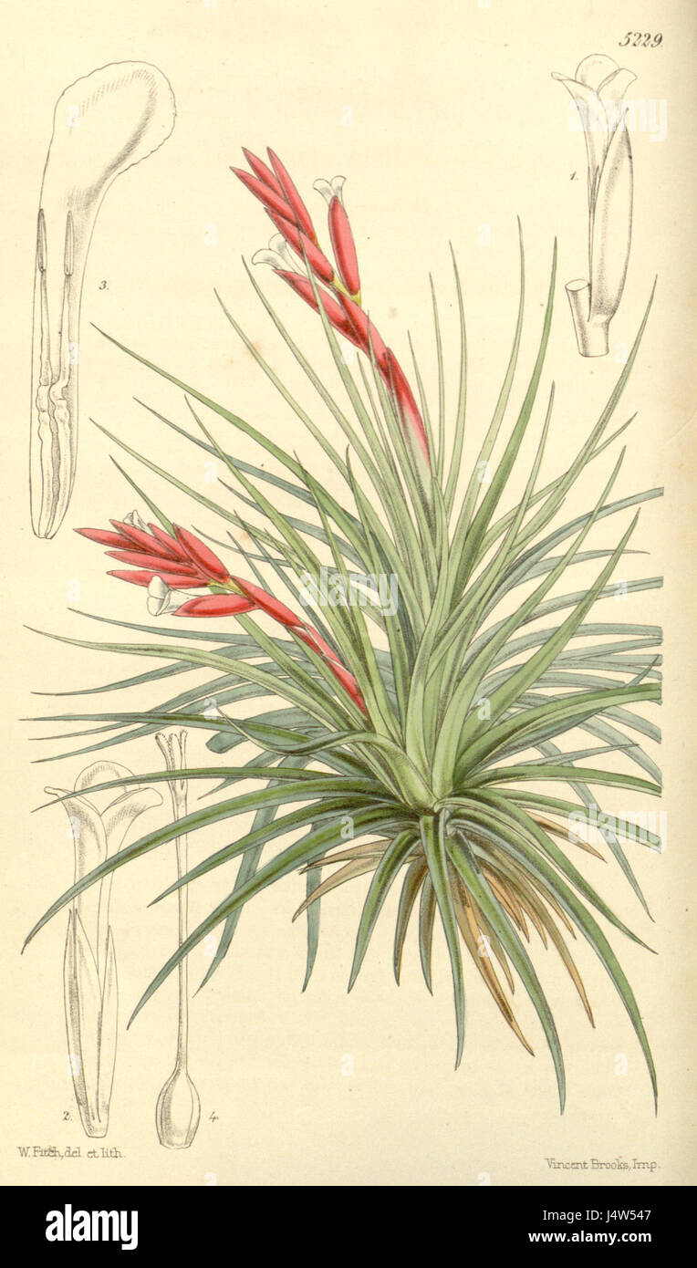 Tillandsia tenuifolia plant hi-res stock photography and images - Alamy