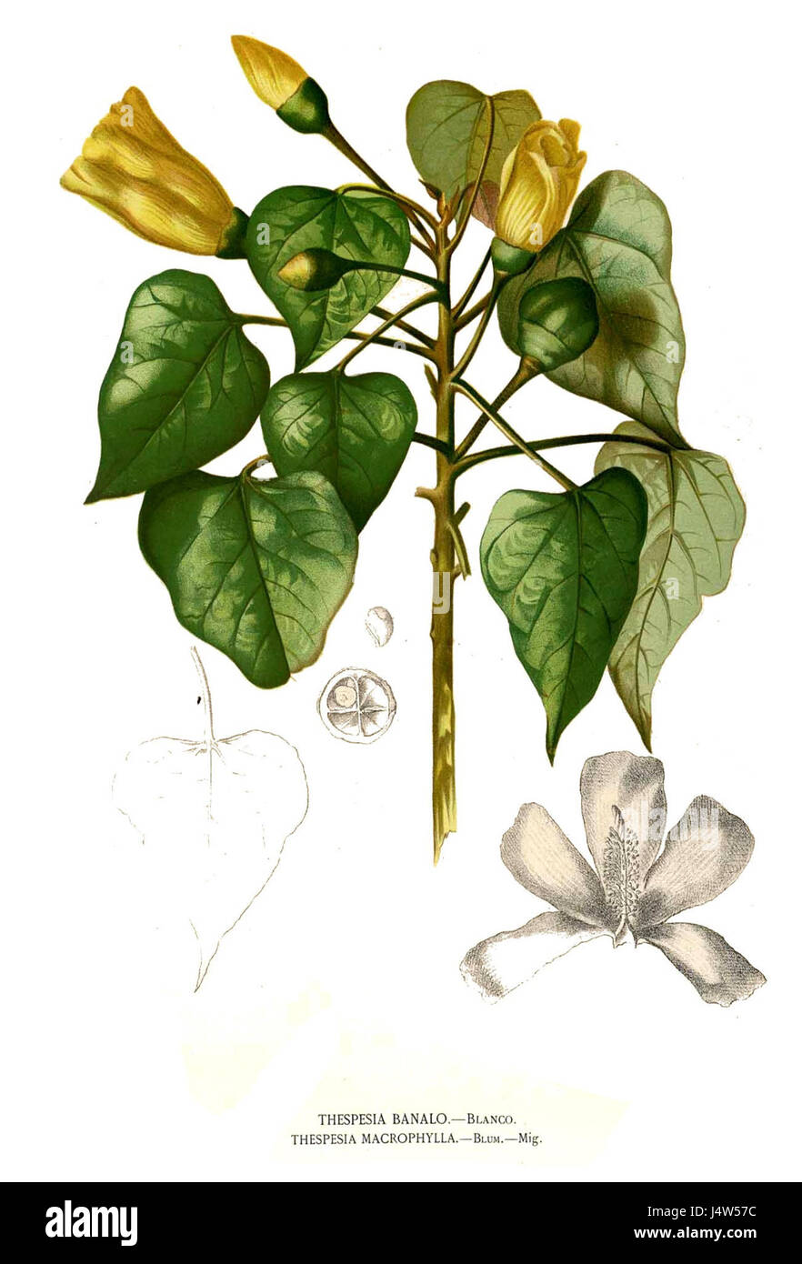 Peratia Tree Thespesia populnea, commonly known as the Portia tree, is a species of ...