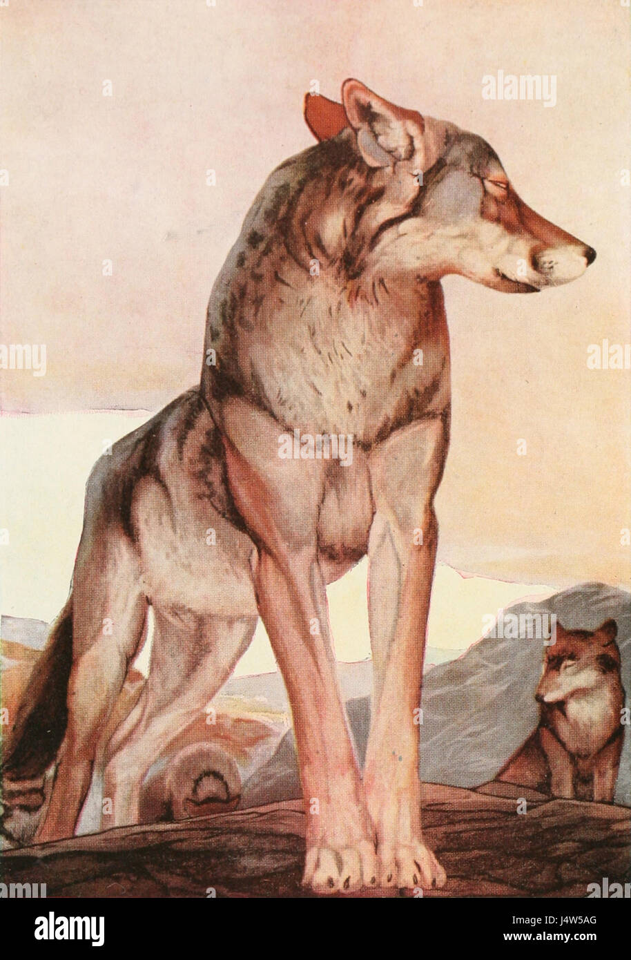 The Two Jungle Books 1895 Akela, the Lone Wolf Stock Photo