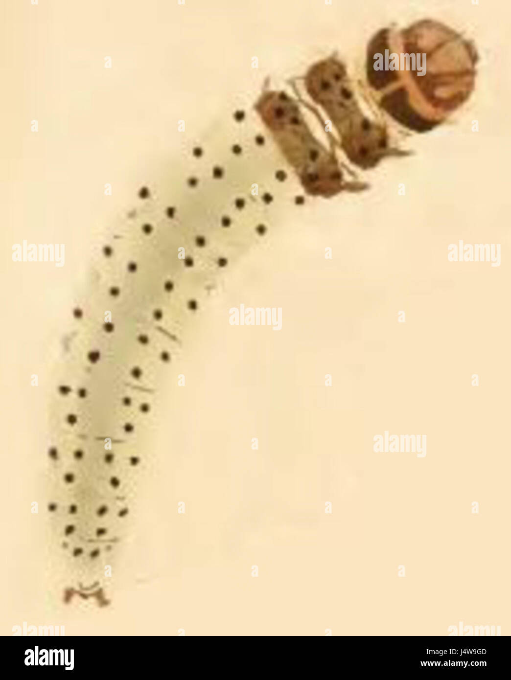 Ypsolopha ustella larva Stock Photo