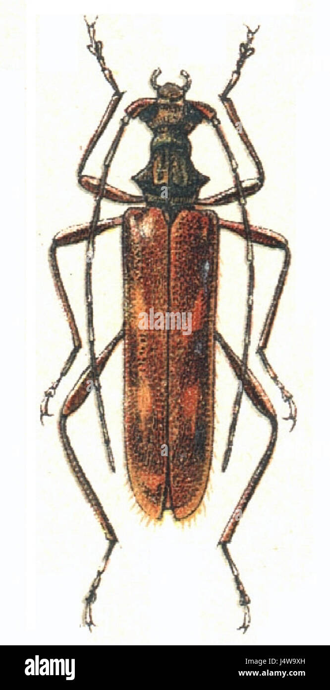 *Xylosteus* is a genus of beetles belonging to the family Cerambycidae ...