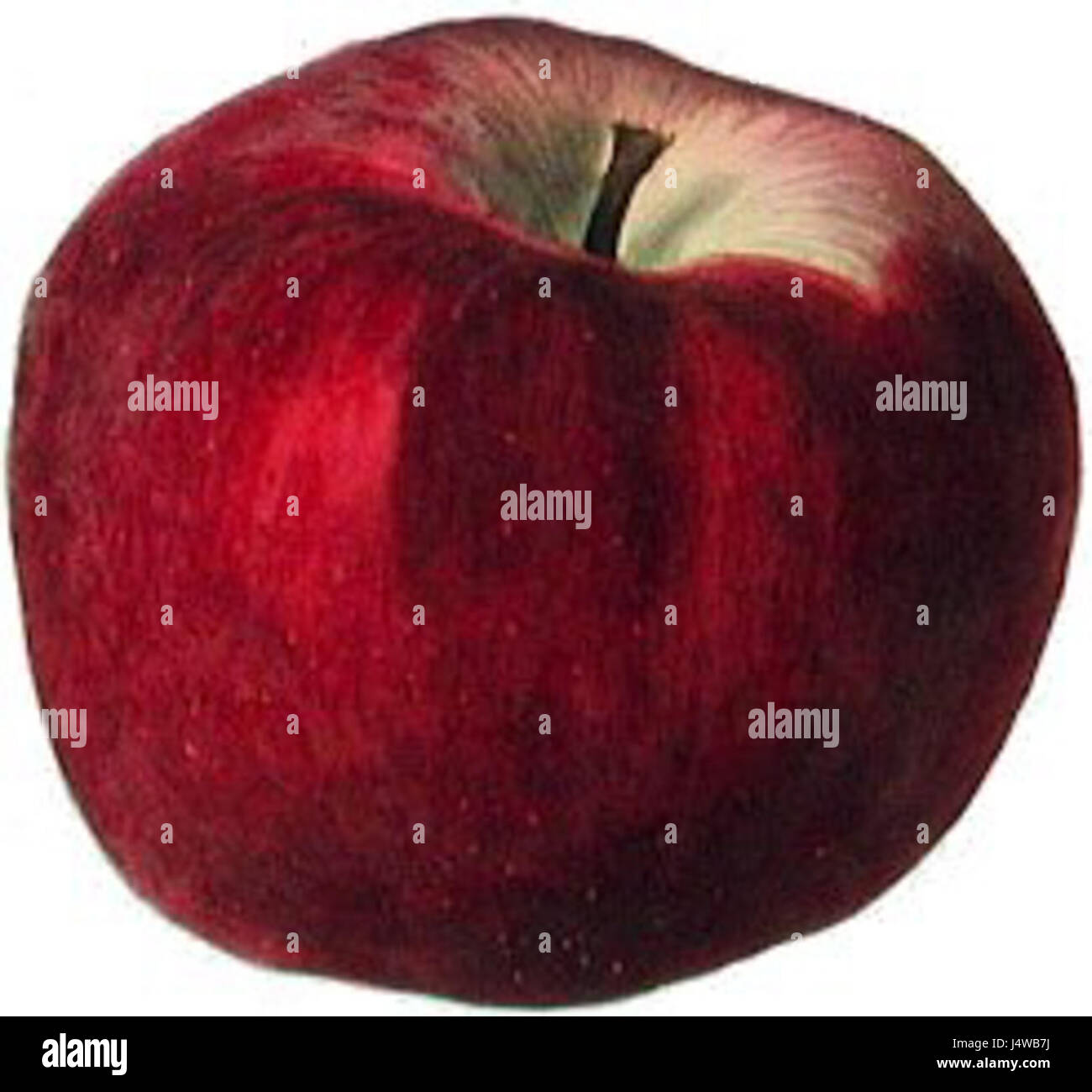 Winter king apple Stock Photo