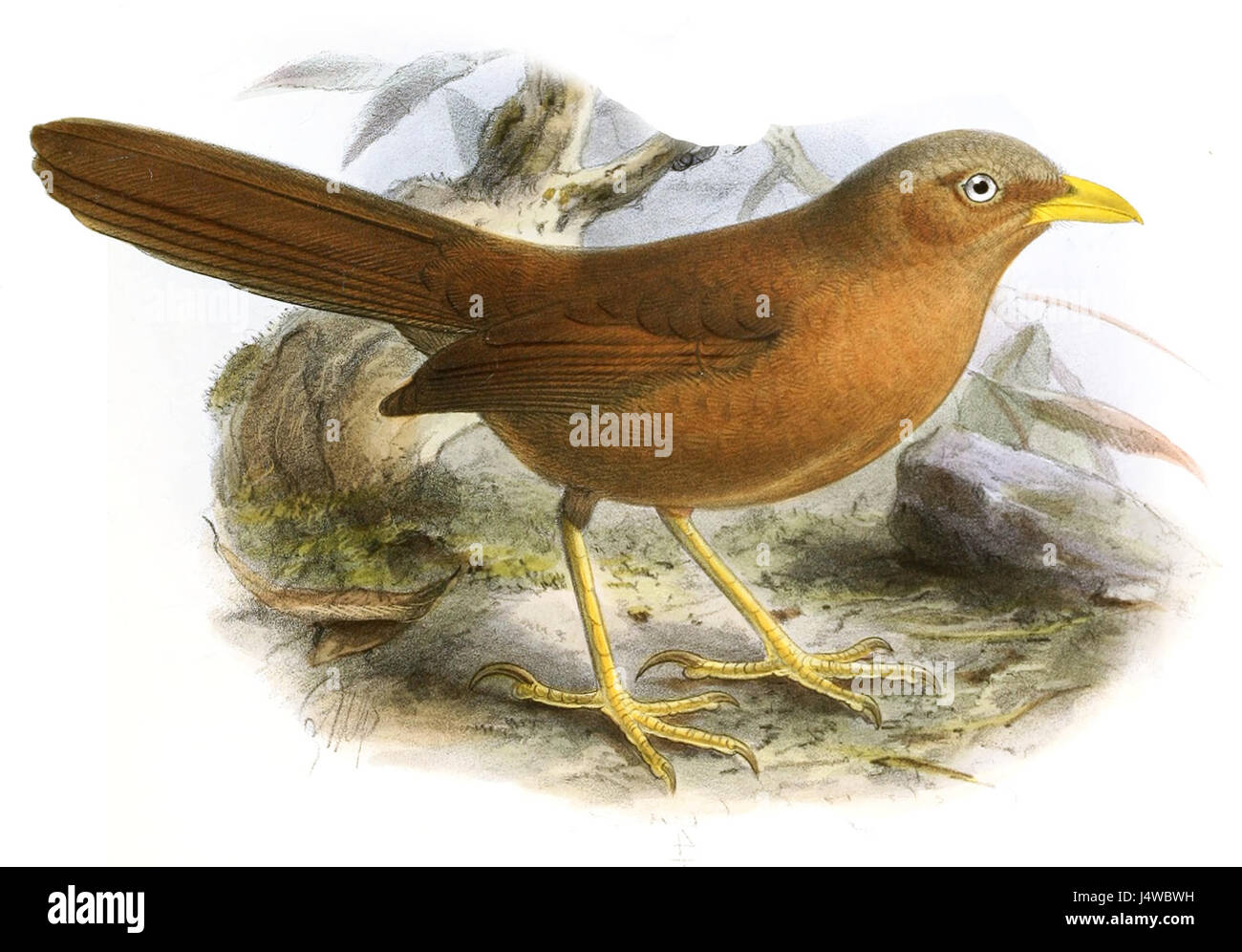 Turdoides rufescens 2 Stock Photo Alamy