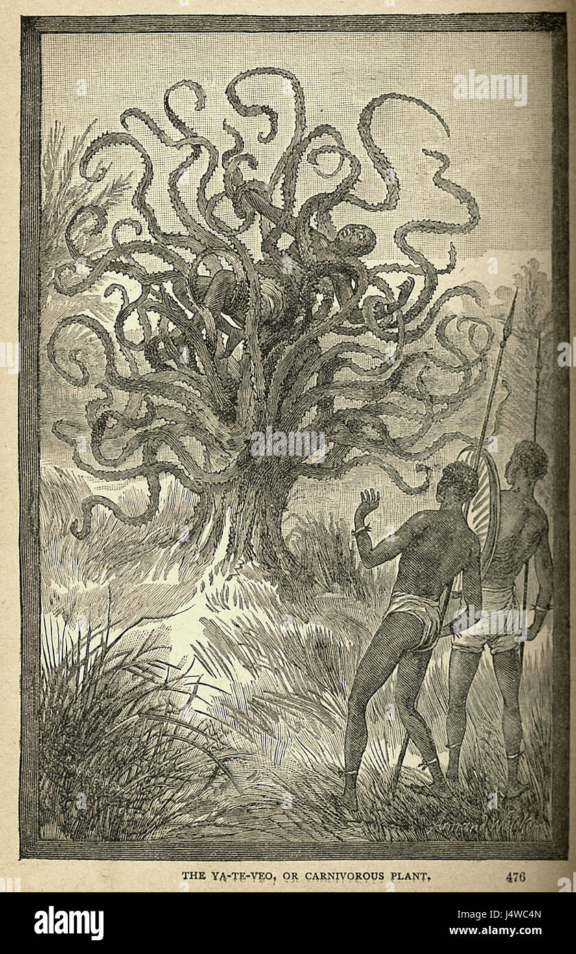 Veo hi-res stock photography and images - Alamy