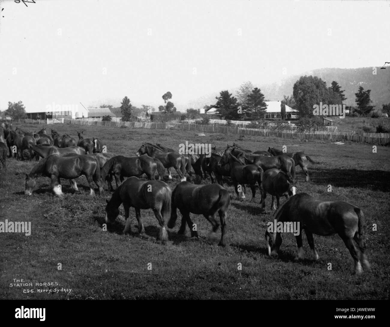 The station horses from The Powerhouse Museum Collection Stock Photo