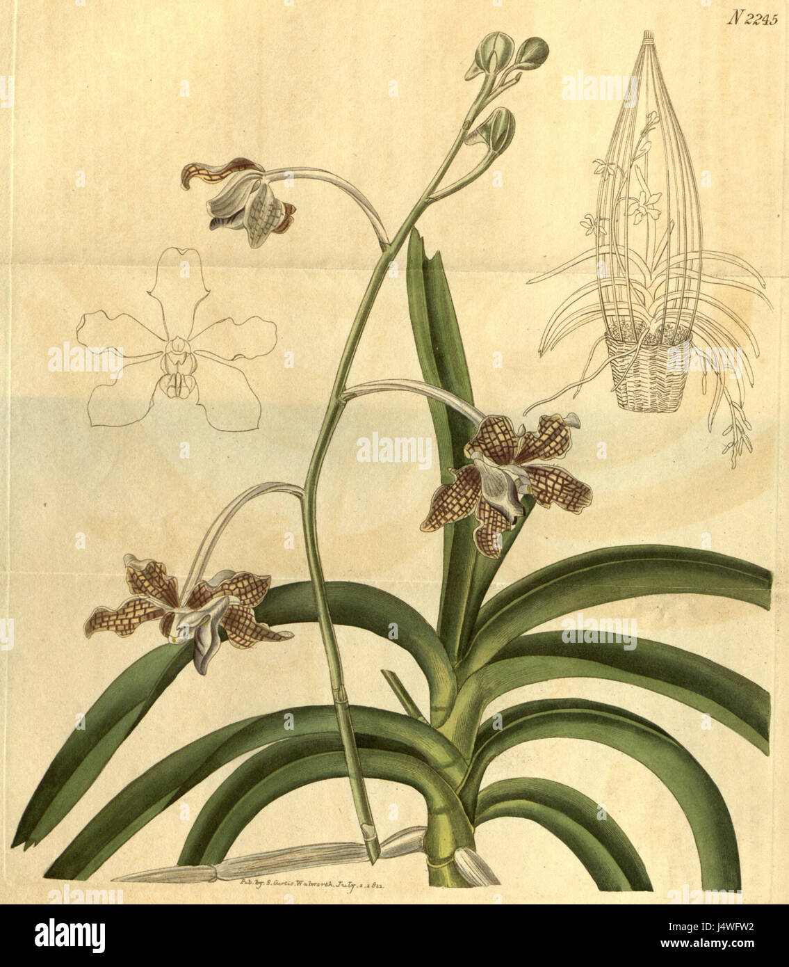 Vanda tessellata (as Vanda roxburghii)   Curtis' 48 pl. 2245 (1821) Stock Photo